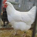 poule marans blanche