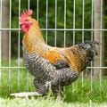 coq coucou à camail doré