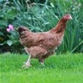 poule fauve acajou à queue noire