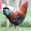 coq noir à camail cuivré