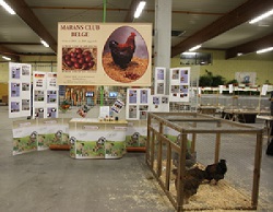 Marans Affligem