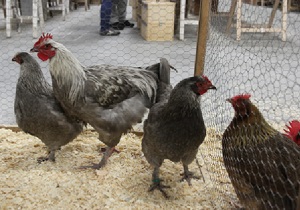 Marans Affligem