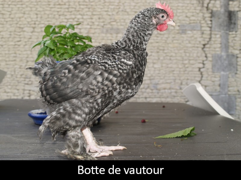 Botte-de-vautour