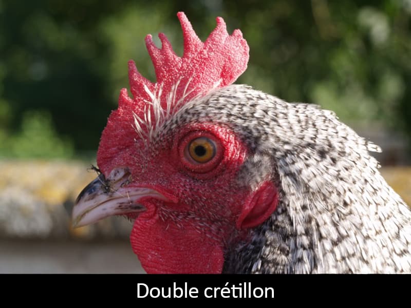 Double-cretillion